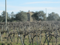 Tra i  vigneti della maremma