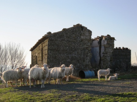 VENDESI Casale - Pitigliano GR - Azienda agricola