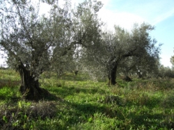 VENDESI Terreno - Farnese VT - Campagna